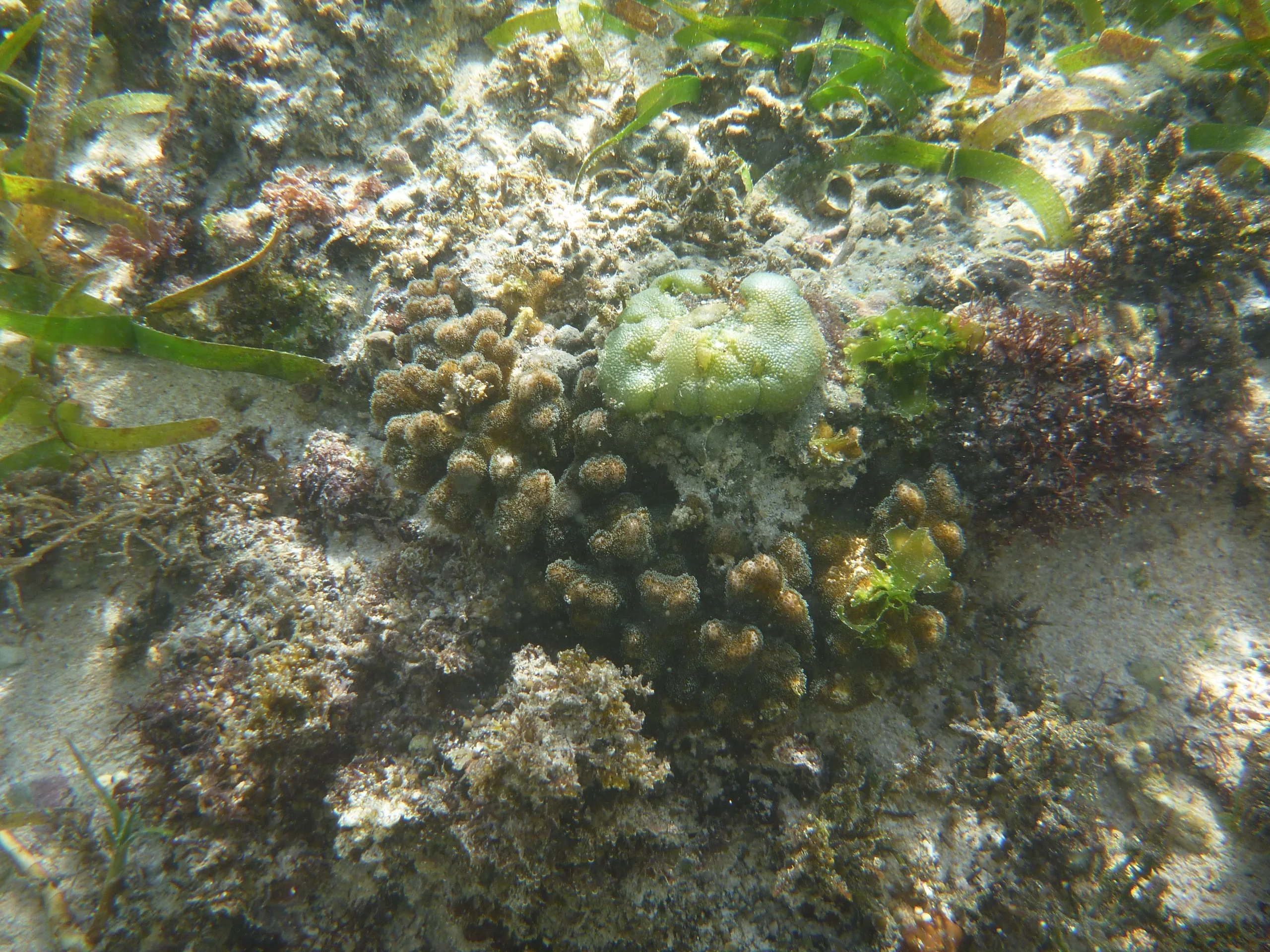 Underwater photo of coral taken while snorkelling